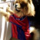 roger con 2 años Visca el Barça!!!!